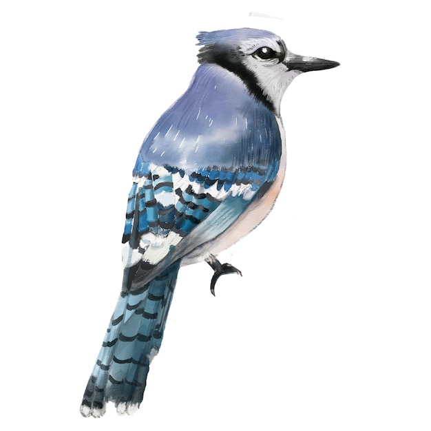 Handgeschilderde aquarel illustratie vogels geïsoleerd op een witte achtergrond