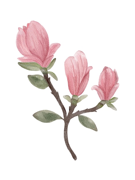 Vector handgeschilderde aquarel licht roze magnolia tak met bladeren geïsoleerd op wit