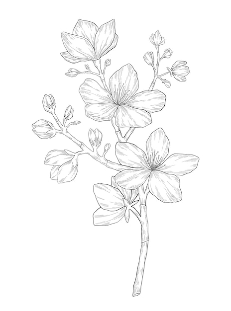 Handgetekende amandel bloem illustratie Botanische illustratie van lente bloeiende boom