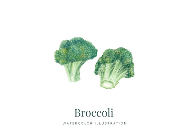 Handgetekende aquarel broccoli