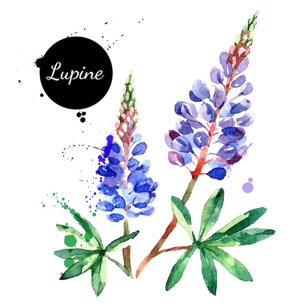 Handgetekende aquarel lupine bloem vector illustratie Geschilderde schets botanische kruiden geïsoleerd op witte achtergrond