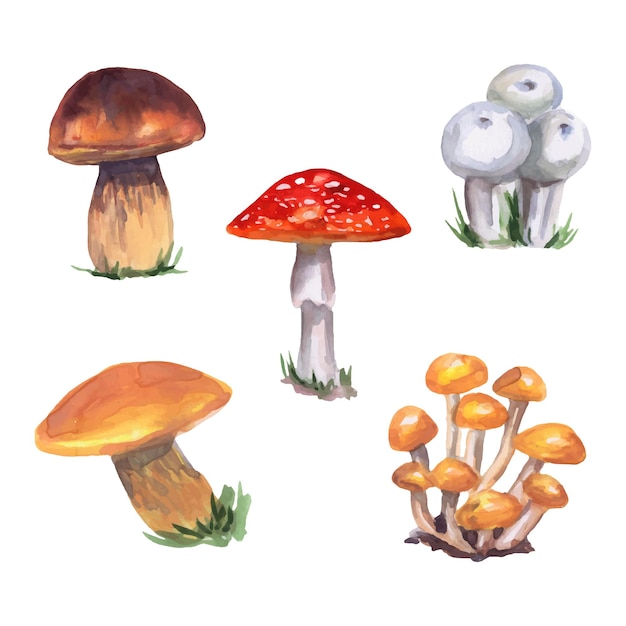 Handgetekende aquarel paddestoelen Vector illustratie