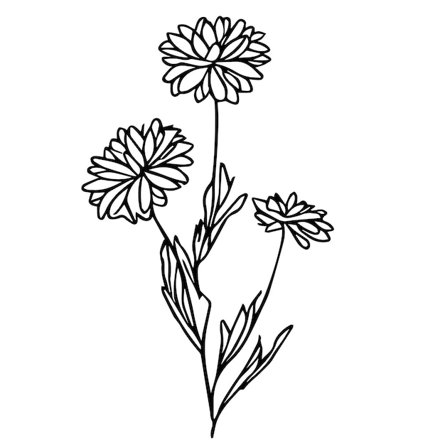 Handgetekende aster bloem vector kunst vintage aster bloem botanische illustratie aster bloem vector