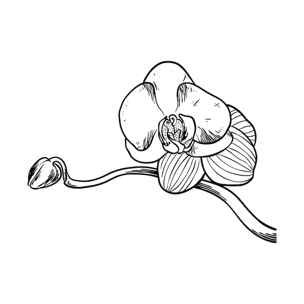 Handgetekende bloem botanische tekening van orchidee geïsoleerd op witte achtergrond