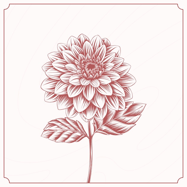 Vector handgetekende dahlia-illustratie