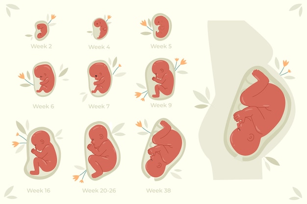 Handgetekende foetale ontwikkelingscollectie