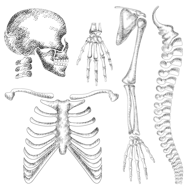 Handgetekende gedetailleerde vector skelet tekening van menselijke anatomie schedel hand bot enkel borst bot ba