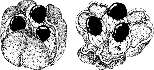 Handgetekende gegraveerde stijl Ackee Blighia sapida of achee geneeskrachtige plant Vector illustratie