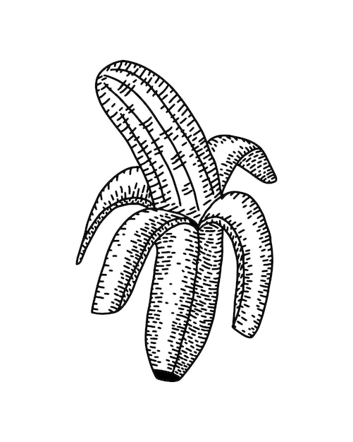 Vector handgetekende gegraveerde vintage bananen tekening