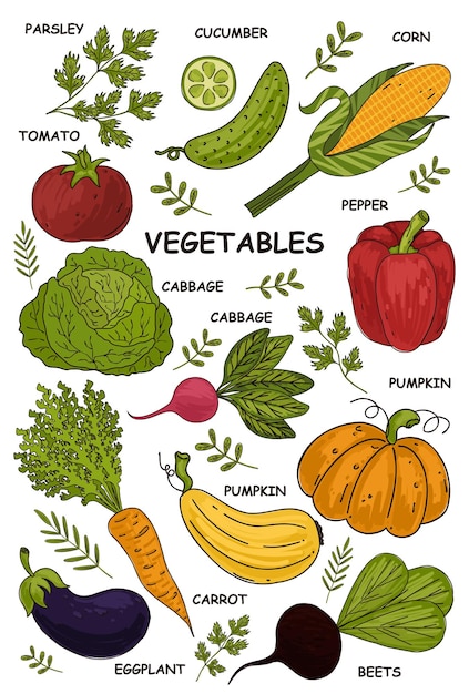 Handgetekende groenten groenten voeding doodle biologisch veganistisch eten gezonde levensstijl vegetarisme