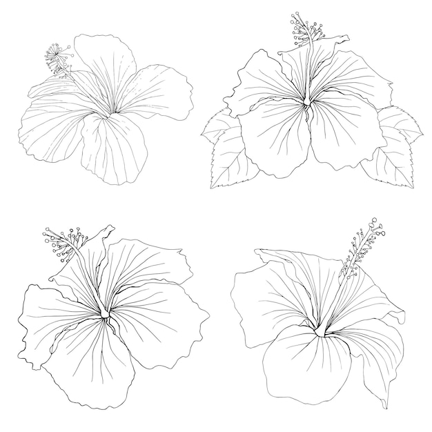 Vector handgetekende hibiscus bloemen overzicht collectie