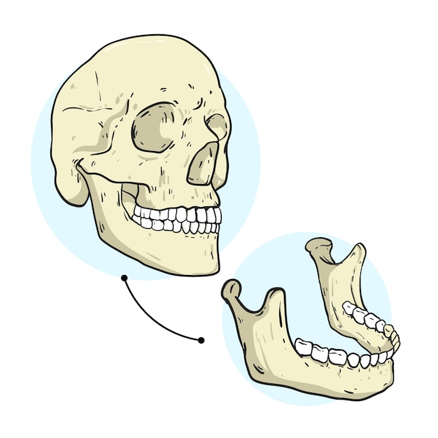 Vector handgetekende illustratie van de kaak