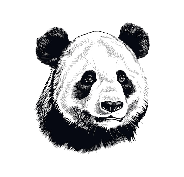 Handgetekende illustratie van de omtrek van de panda