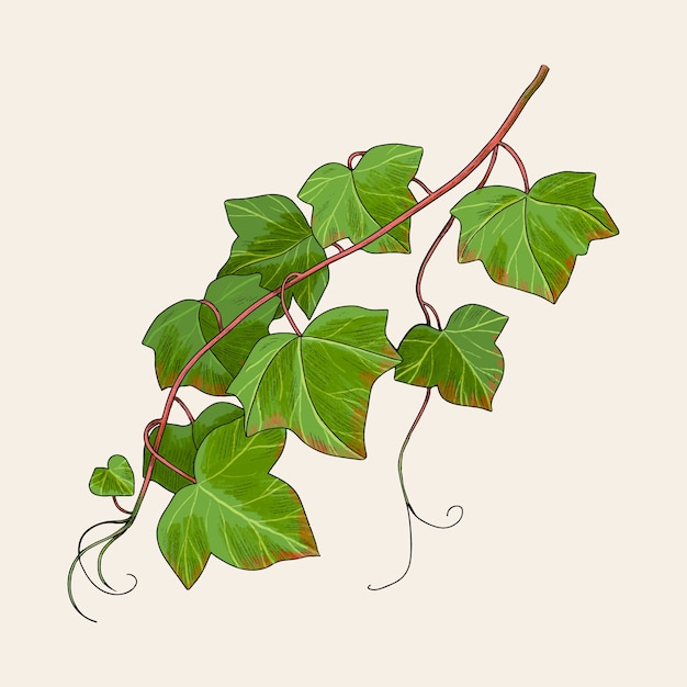 Vector handgetekende ivy-illustratie