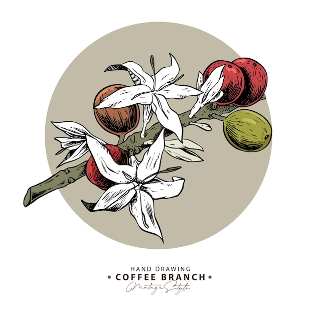 Handgetekende koffieboontakken en bloemen in een beige cirkelillustratie