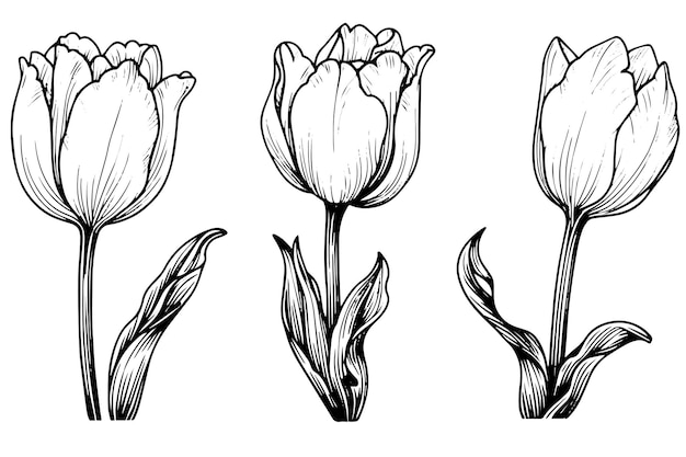 Handgetekende kunst van tulpen takken Bloem geïsoleerd op witte achtergrond Vintage vector illustratie