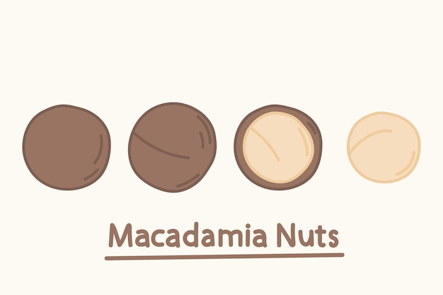 Handgetekende macadamia-set. Cartoon design eten, notenelement collectie. Natuurlijk eten. Braziliaanse noten