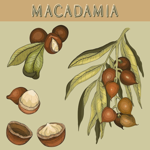 Handgetekende macadamianoot en tak