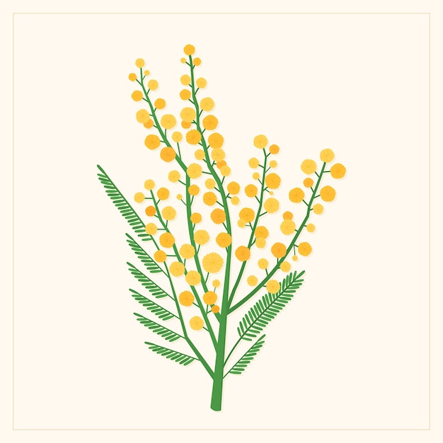 Vector handgetekende mimosa-illustratie met plat ontwerp