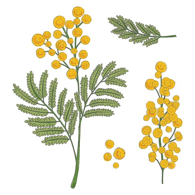 Handgetekende mimosa plant illustratie