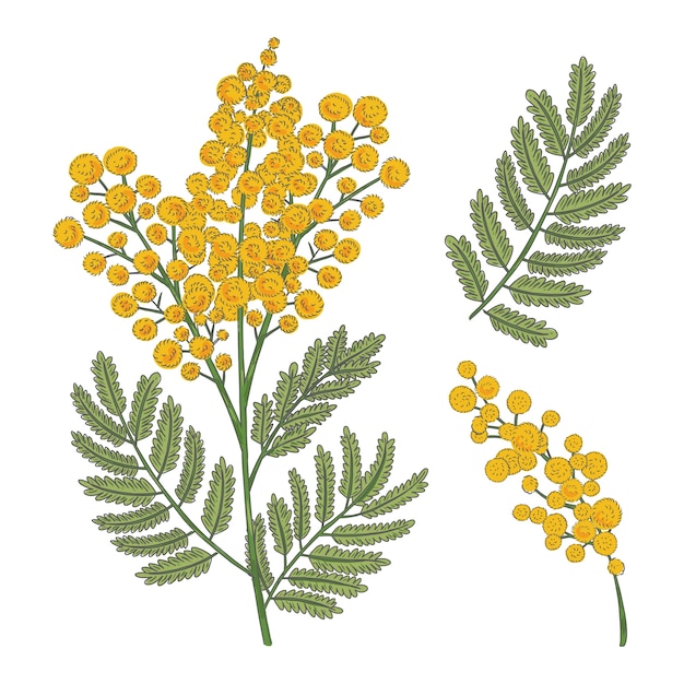 Handgetekende mimosa plant illustratie