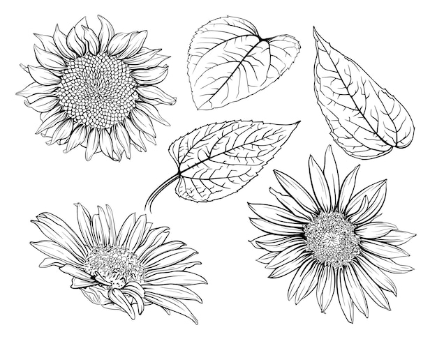 Vector handgetekende monochrome zonnebloemen. zonnebloem overzicht, zonnebloem lijntekeningen, floral lijntekening,