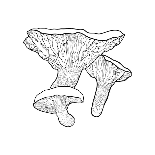 Handgetekende paddestoelen vectorillustratie