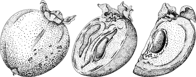 Handgetekende persimmon datum pruim fruit botanische vector illustratie in schets gravure stijl