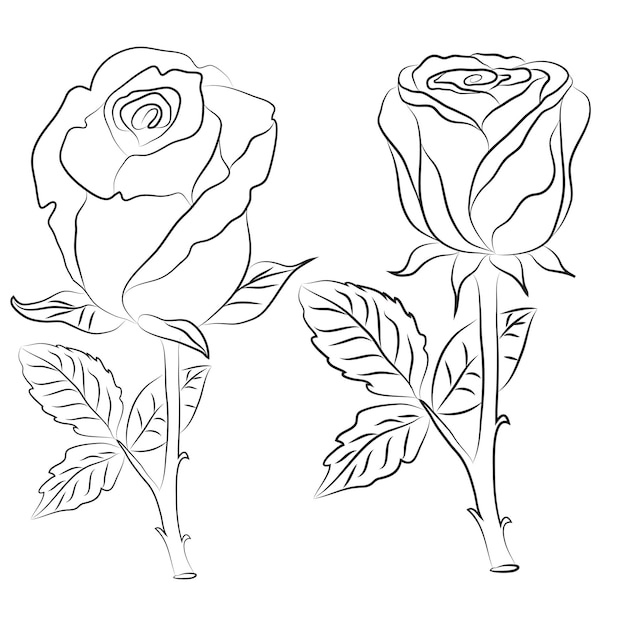 Handgetekende Rose lijntekening Afbeeldingen illustratie collectie