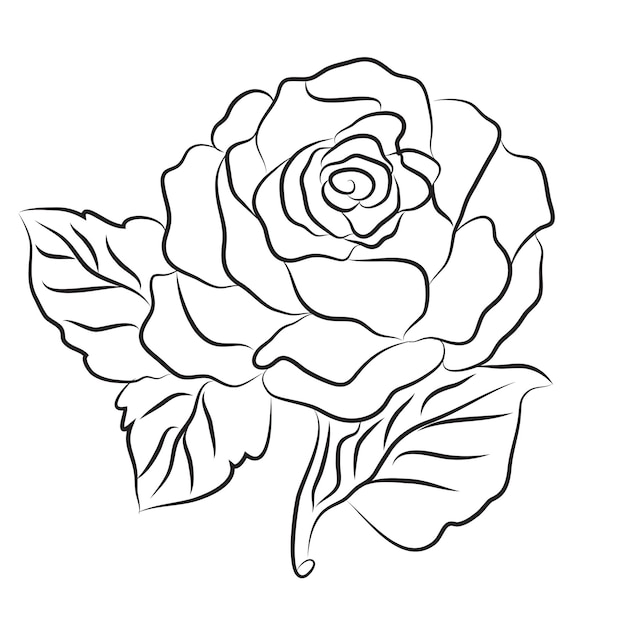 Handgetekende Rose lijntekening Afbeeldingen illustratie collectie