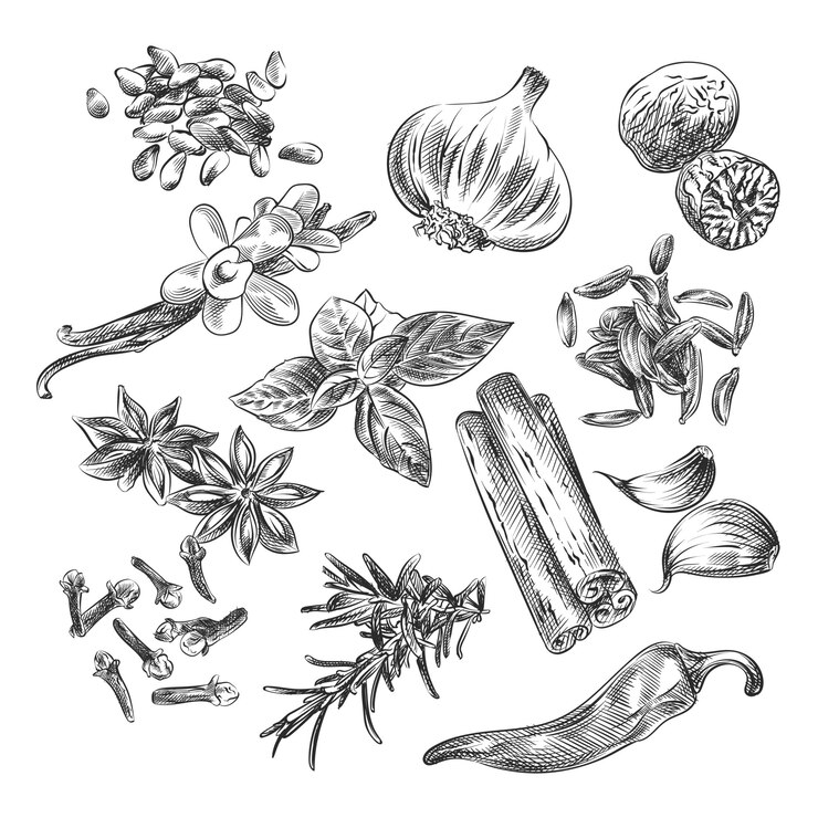 Handgetekende schets van kruiden, specerijen en zaden. De set bestaat uit zonnebloempitten, knoflook, kaneel, badian, peper, anjer, basilicum
