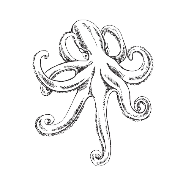 Vector handgetekende schets van octopus aquatische monochrome vectorillustratie geïsoleerd op witte backgroundx9