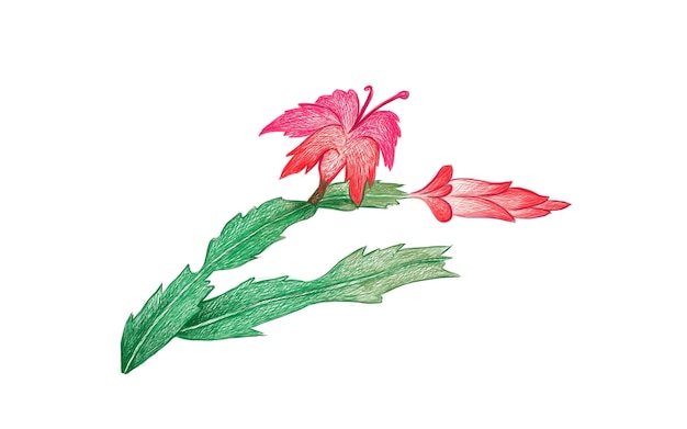 Vector handgetekende schets van schlumbergera of kerstcactus