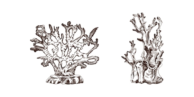 Vector handgetekende schetsen van verschillende koralen tropische rifelementen vector gegraveerde illustraties