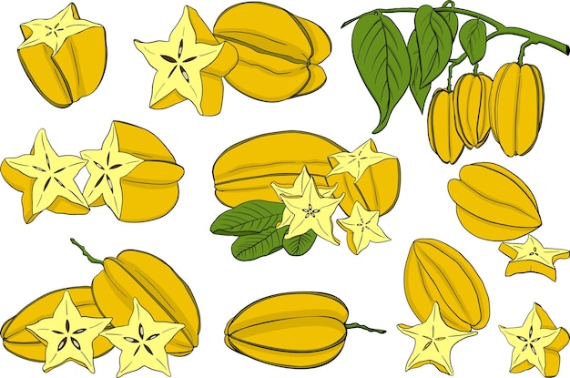 Vector handgetekende stervrucht een plakje carambola exotisch tropisch fruit