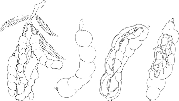 Handgetekende Tamarinde Tamarindus indica Vector schets illustratie
