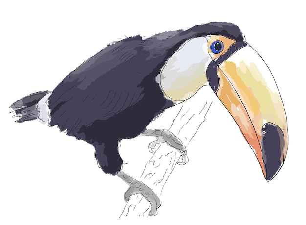 Handgetekende toekaan op een tak Aquarel schets Vector platte illustratie
