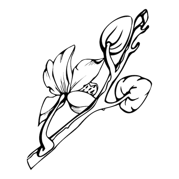 Handgetekende vector inkt orchidee bloemen stengels bladeren zwart-wit gedetailleerde omtrek compositie met takken geïsoleerd op witte achtergrond ontwerp voor kunst aan de muur bruiloft print tattoo omslagkaart