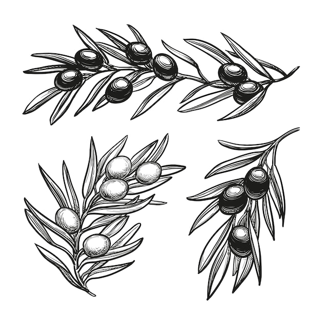 Handgetekende vectorillustratie van olijftakken geïsoleerd op een witte achtergrond retro stijl