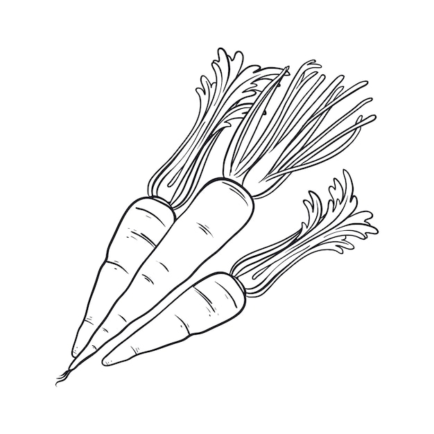 Handgetekende wortel schets illustratie