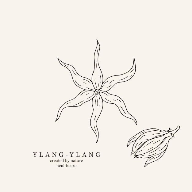 Handgetekende ylang ylang illustratie