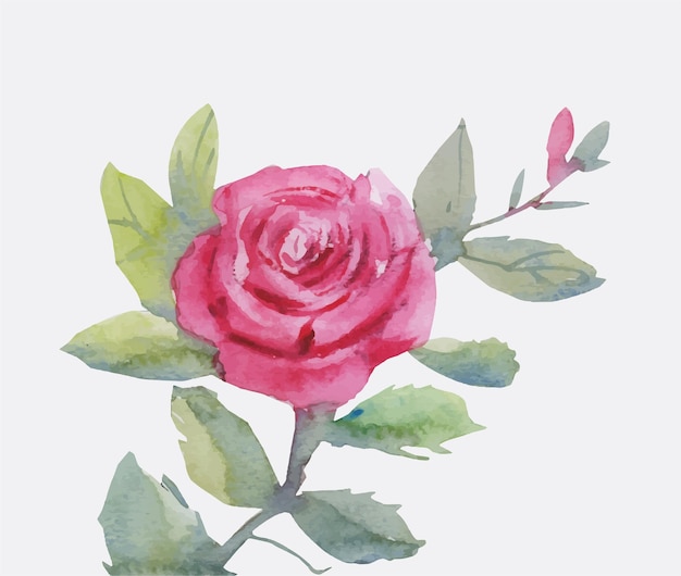 Handmade watercolor rose painting