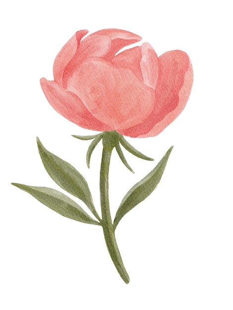 Handpainted watercolor coral pink peony flower