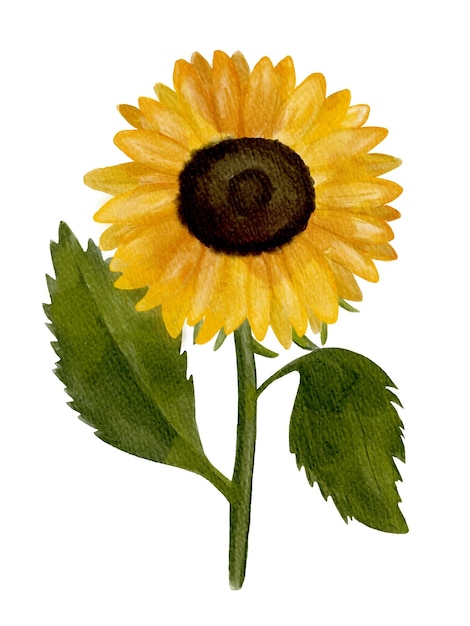 Vector handpainted watercolor sunflower isolated on white