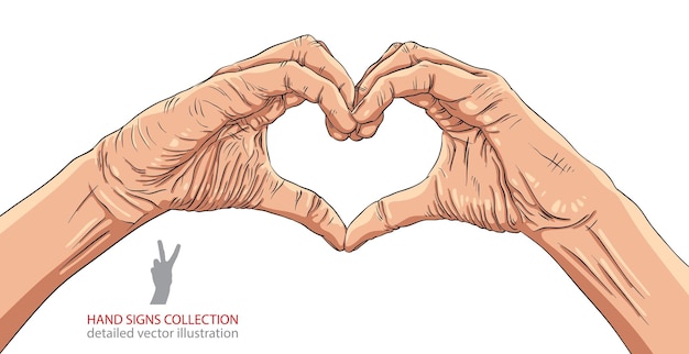 Hands in heart form detailed vector illustration