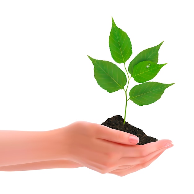 Hands holding young plant