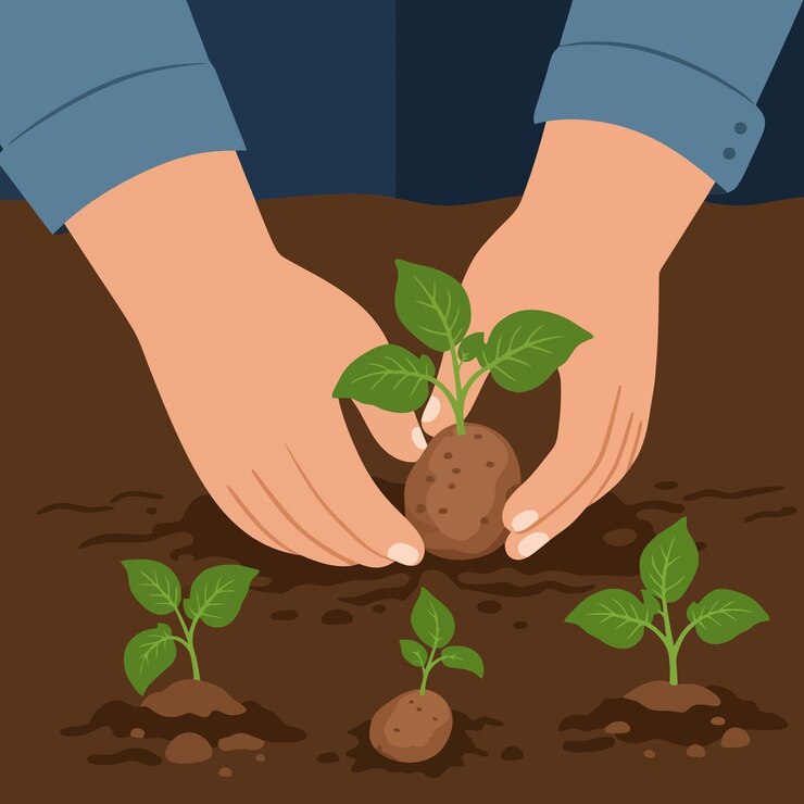 Vector hands planting sprouted potato in soil for a home garden