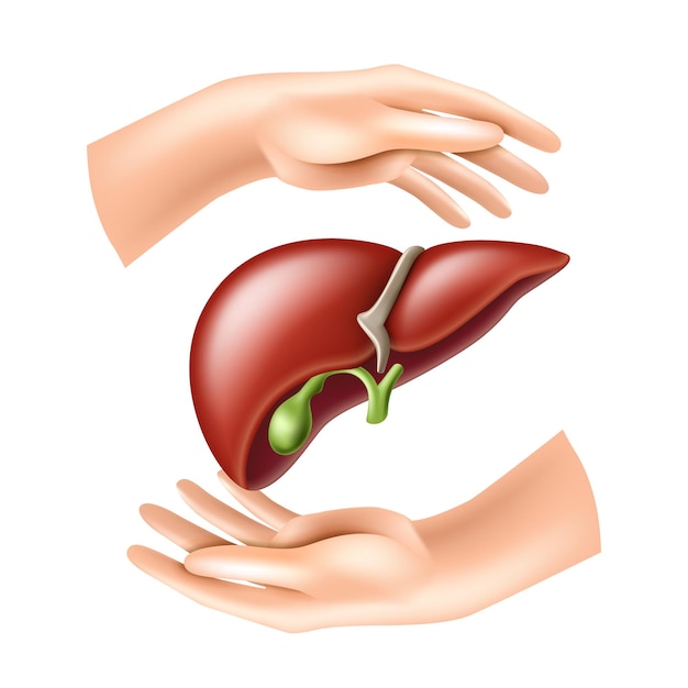 Hands protect the human liver Concept of Health care