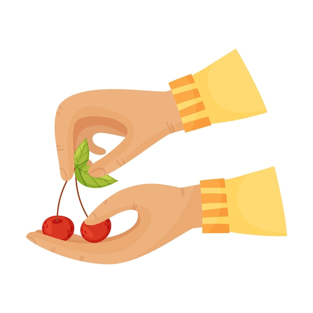 Vector hands in yellow sleeves hold ripe cherries vector illustration on a white background