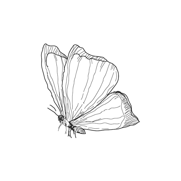 Handschets zakbladbloemkoffiefruitvlindertekening